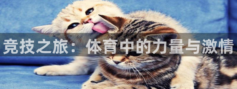 风速体育cba直播：竞技之旅：体育中的力量与激情